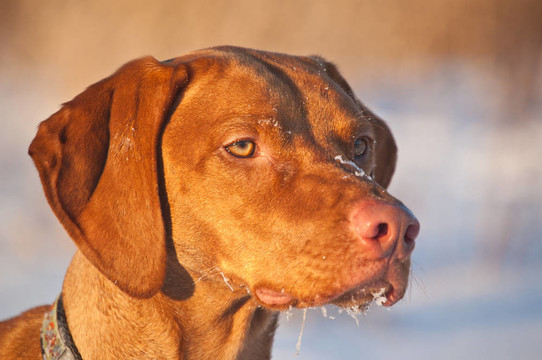 關閉了冬季維茲拉犬狗的肖像