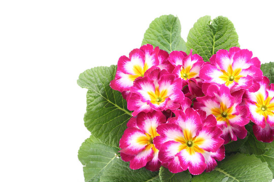 報(bào)春花屬