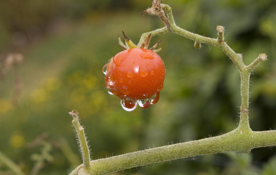 紅櫻桃番茄