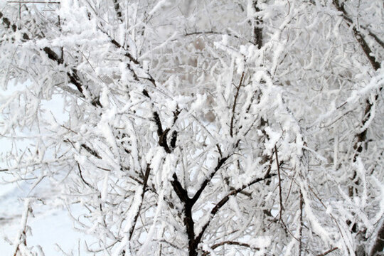 霧凇 冬天 雪景 玉樹瓊枝 冰