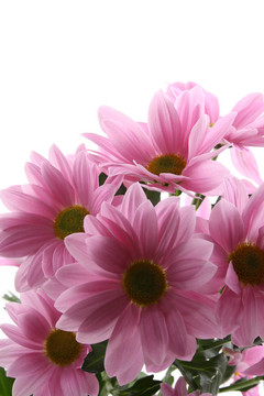 雛菊花