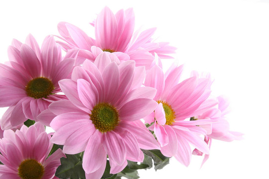 雛菊花