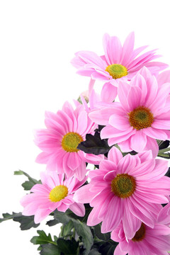 雛菊花