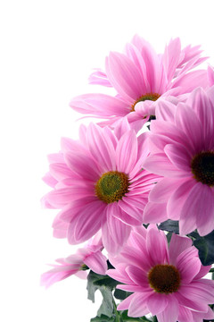 雛菊花