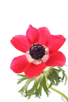 銀蓮花