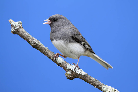 在棲木上Junco