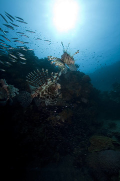 獅子魚和海洋