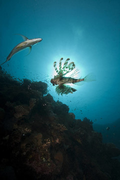 獅子魚和海洋