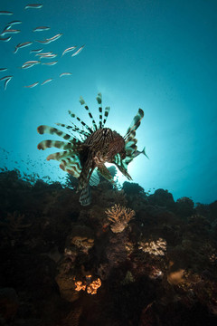 獅子魚和海洋
