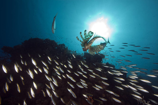 獅子魚和海洋