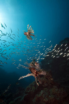 獅子魚和海洋