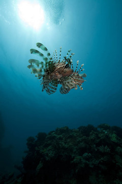 獅子魚和海洋