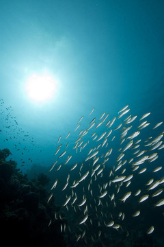海洋；太陽(yáng)與魚
