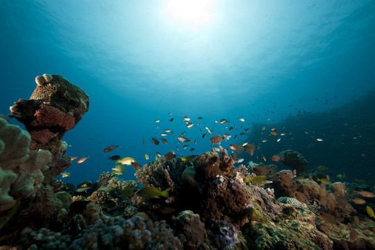 魚類和海洋