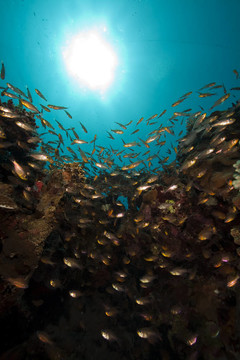GlassFish和珊瑚