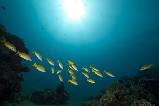 藍(lán)色條紋的魚(yú)和海洋