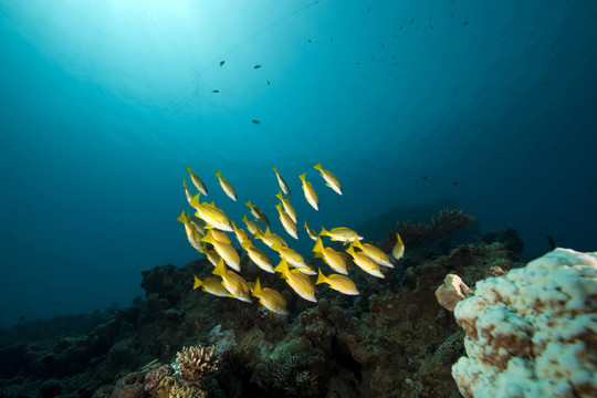 藍(lán)色條紋的魚和海洋