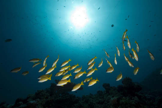 藍(lán)色條紋的魚(yú)和海洋