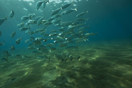 魚和海洋