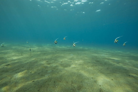 海洋和魚