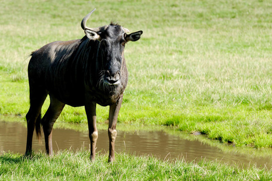 GNU