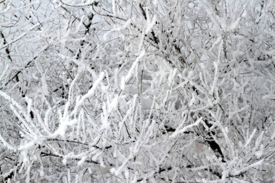 霧凇 冬天 雪景 玉樹瓊枝 冰