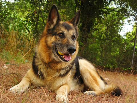 德國牧羊犬
