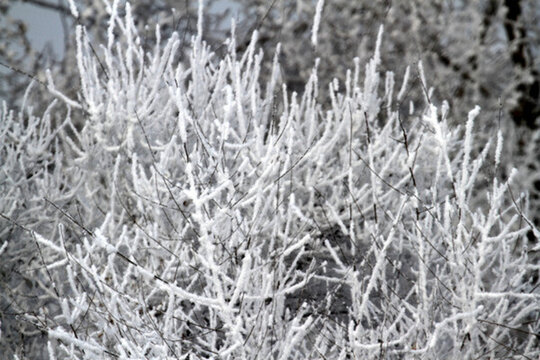 霧凇 冬天 雪景
