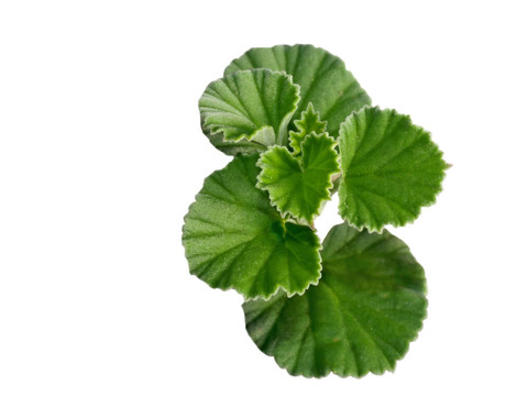 Umckaloabo；非洲草藥；Pelargonium菱鐵礦
