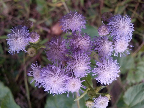 野菊花