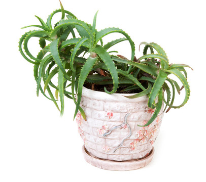 粘土罐中的Flower aloe