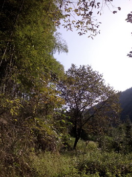 河畔風(fēng)景