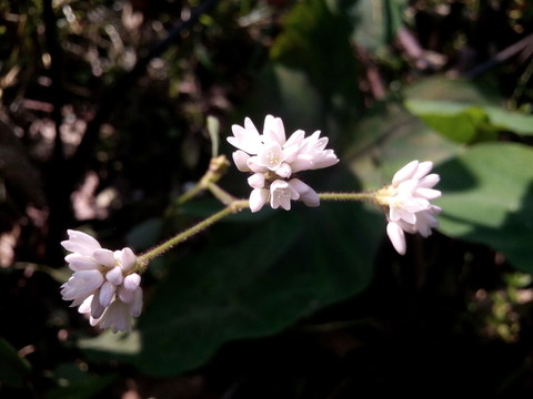 無名小野花