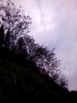 樹(shù)影天空