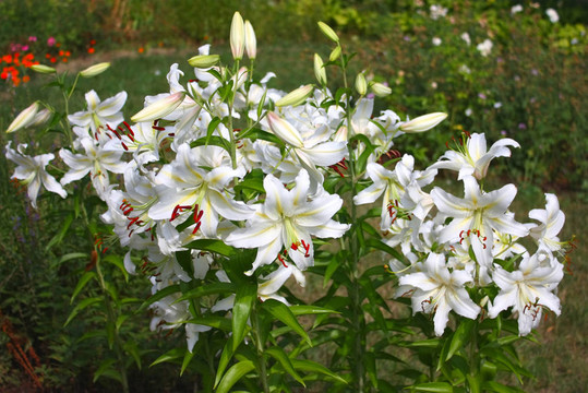 白色的百合花