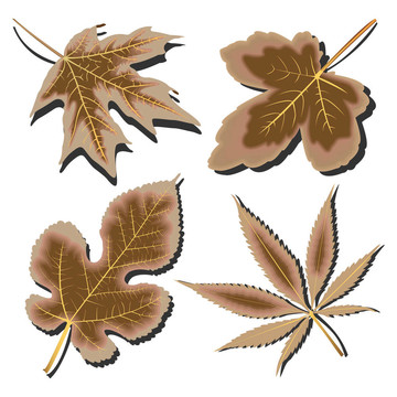干葉收白