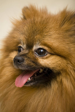 Spitz