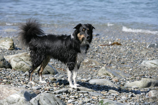 邊境牧羊犬在海灘上