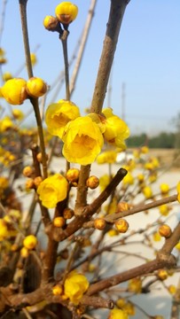 臘梅 黃色臘梅花