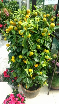 花卉 鮮花