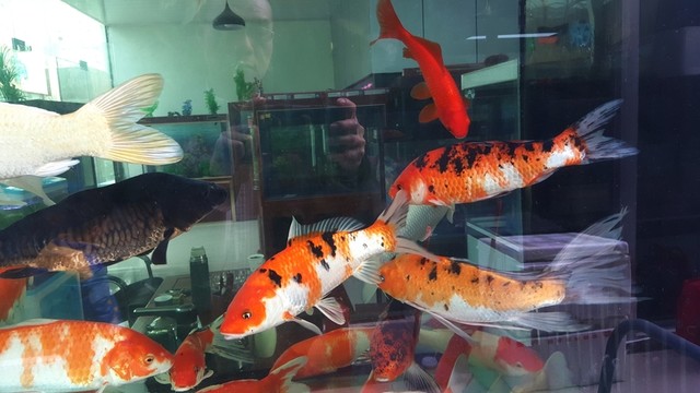 觀賞魚 水族館