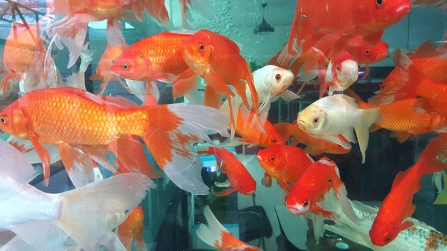 觀賞魚 水族館
