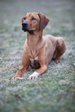羅得西亞脊背犬