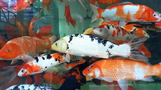 觀賞魚(yú) 水族館