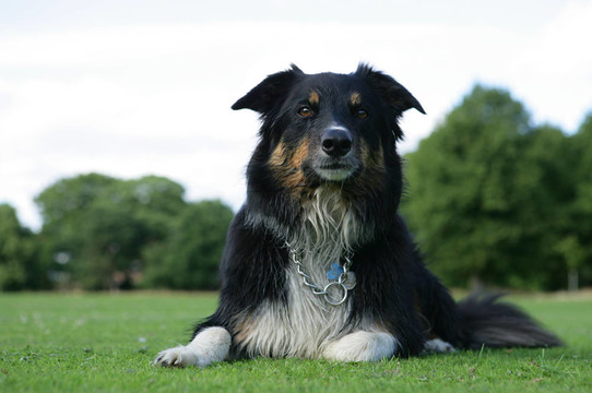 濕的邊境牧羊犬在公園