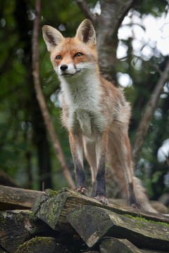 紅狐貍（Vulpes vulpes）