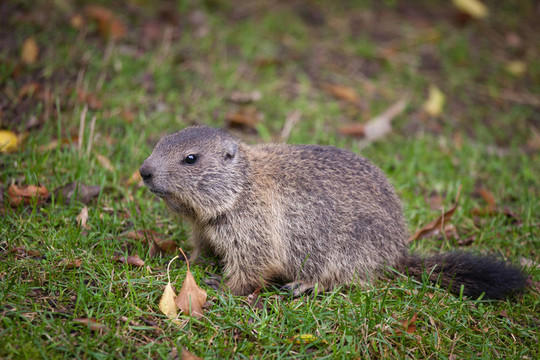 土撥鼠（Marmota marmota）