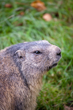 土撥鼠（Marmota marmota）