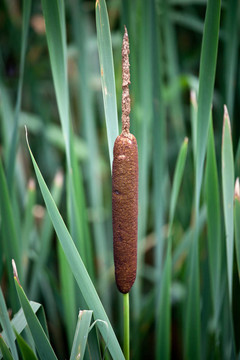 常見(jiàn)的香蒲Typha latifolia）{