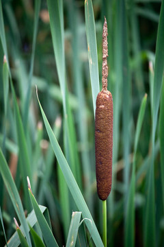 常見的香蒲Typha latifolia）{